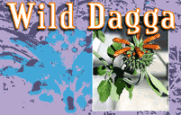 Wild Dagga smoking herb